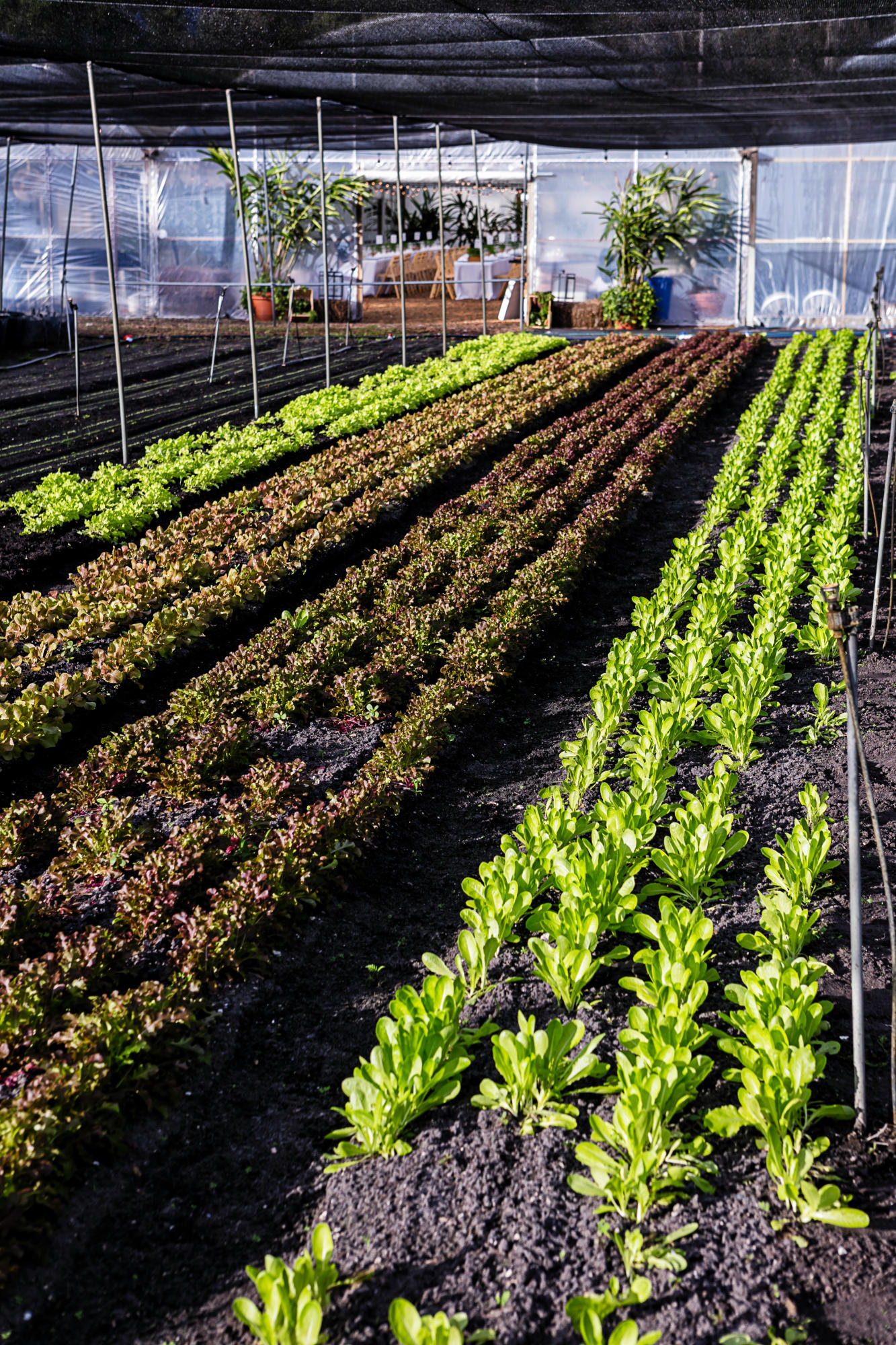 1442 E Road Loxahatchee Groves, FL 33470 - Photo 18 of 23 veggie garden