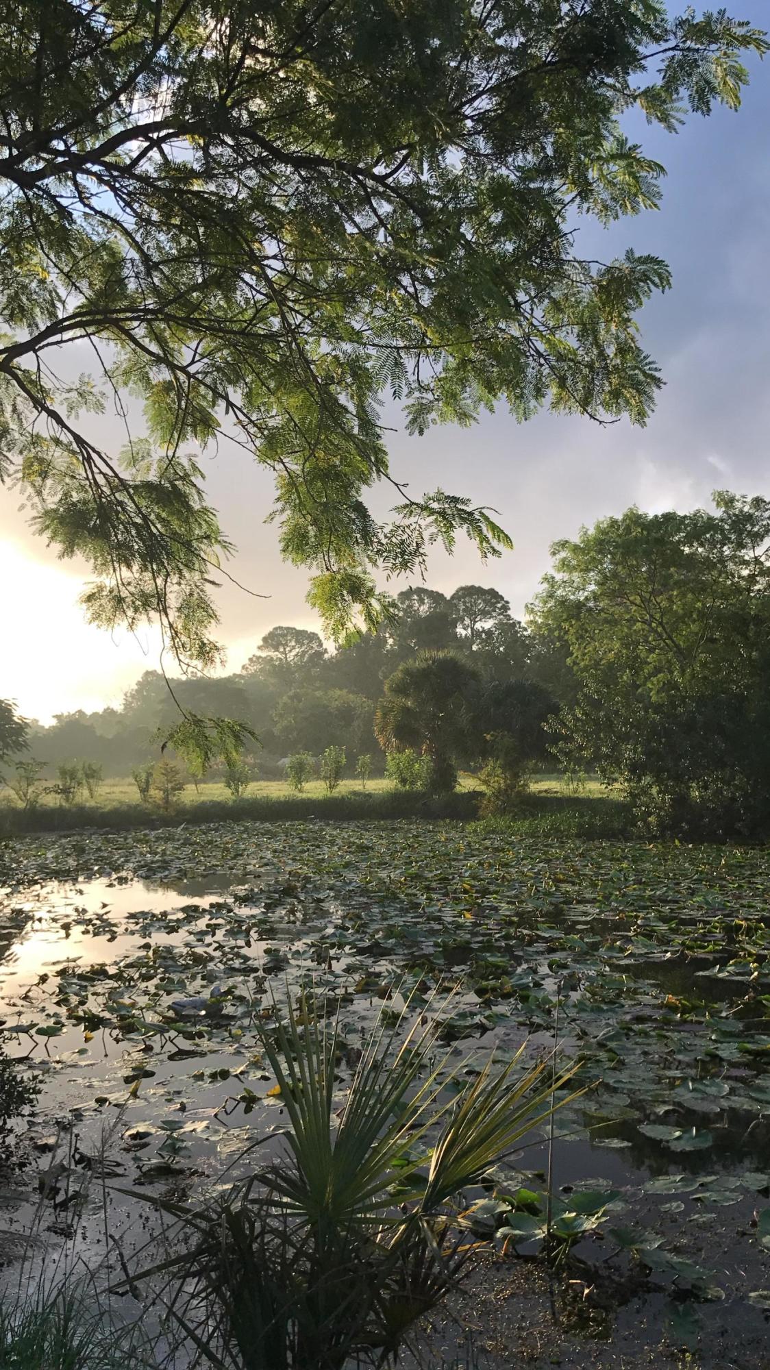1442 E Road Loxahatchee Groves, FL 33470 - Photo 9 of 23 Pond