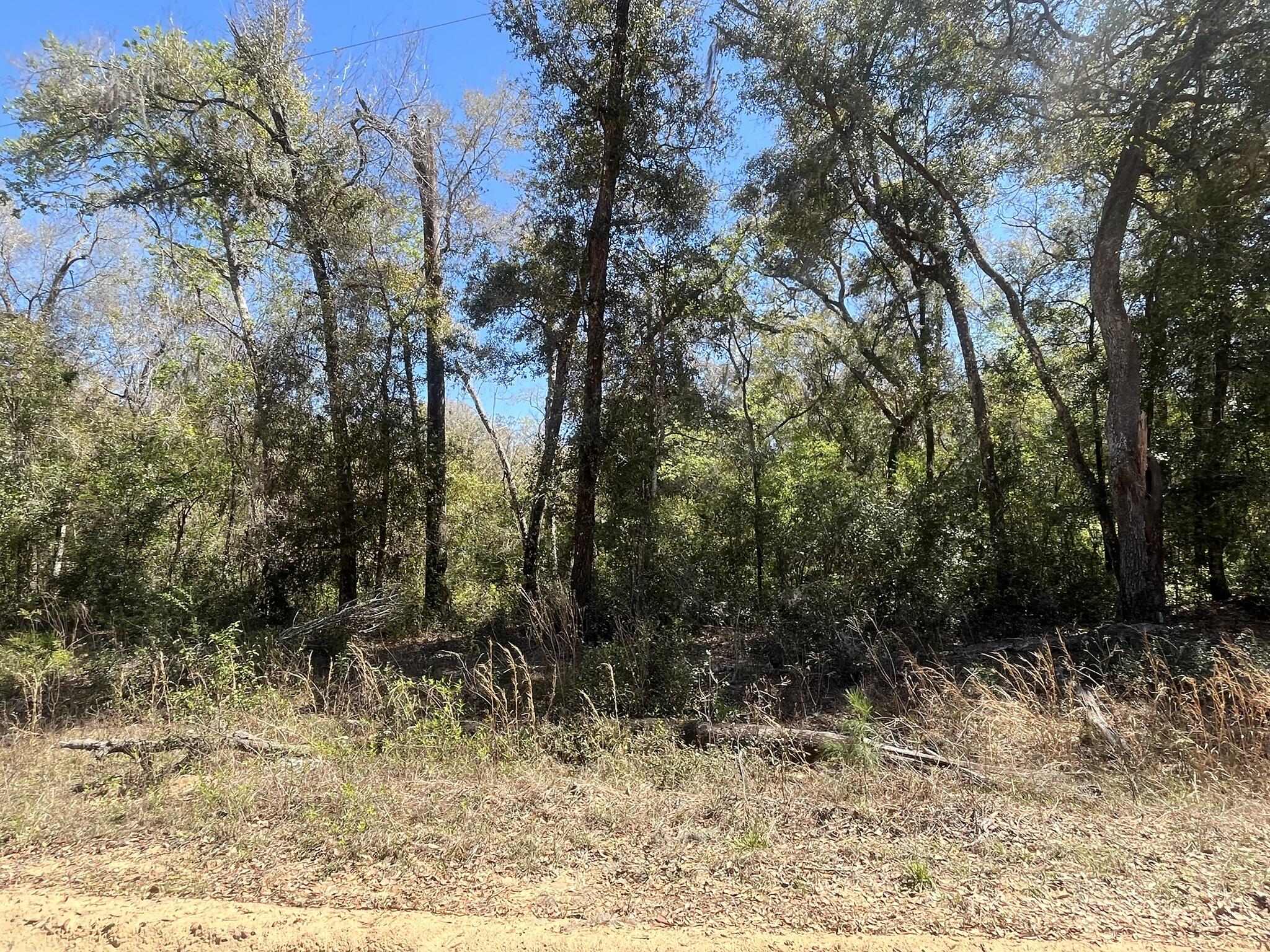 Tbd Walker Drive Interlachen, FL 32148 - Photo 5 of 7 1000000890