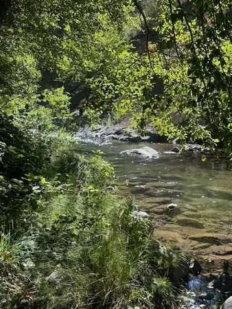 a close up of a tree