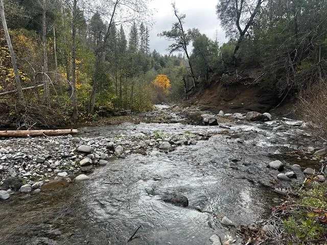 a view of a forest with trees
