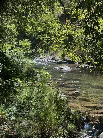 a close up of a tree