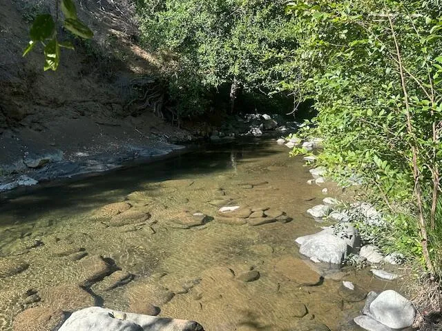 a view of a tree in a yard