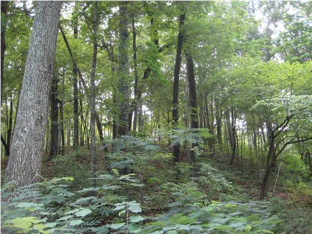 730 Pan Gap Road Chattanooga, TN 37419 - Photo 3 of 6 Additional Photo