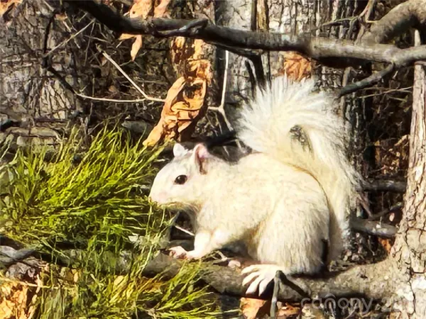 $620,000 | 31 Cozy Cottage Way, Arden, NC 28704