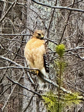 $620,000 | 31 Cozy Cottage Way, Arden, NC 28704