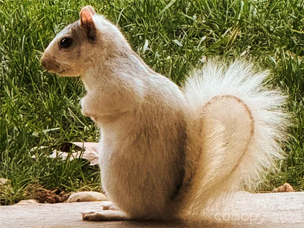 $620,000 | 31 Cozy Cottage Way, Arden, NC 28704