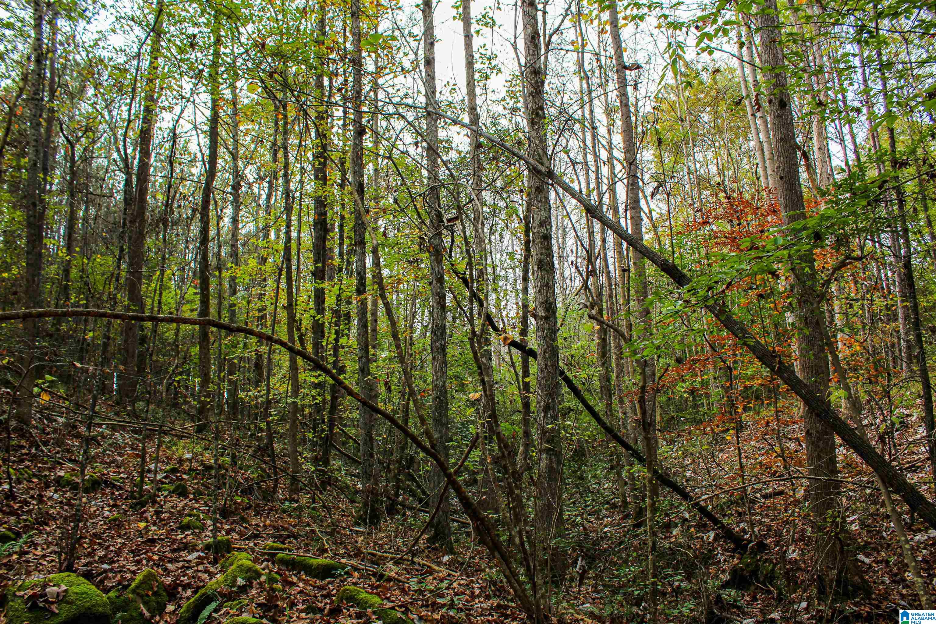 0 Spring Hill Road Nauvoo, AL 35578 - Photo 38 of 44
