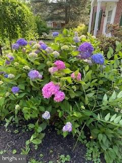 331 Broxton Road Baltimore, MD 21212 - Photo 19 of 58 a view of a flower