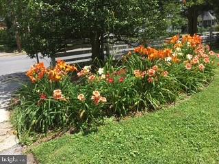 331 Broxton Road Baltimore, MD 21212 - Photo 47 of 58 a view of a tree