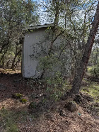 a view of a yard with plants and a large tree