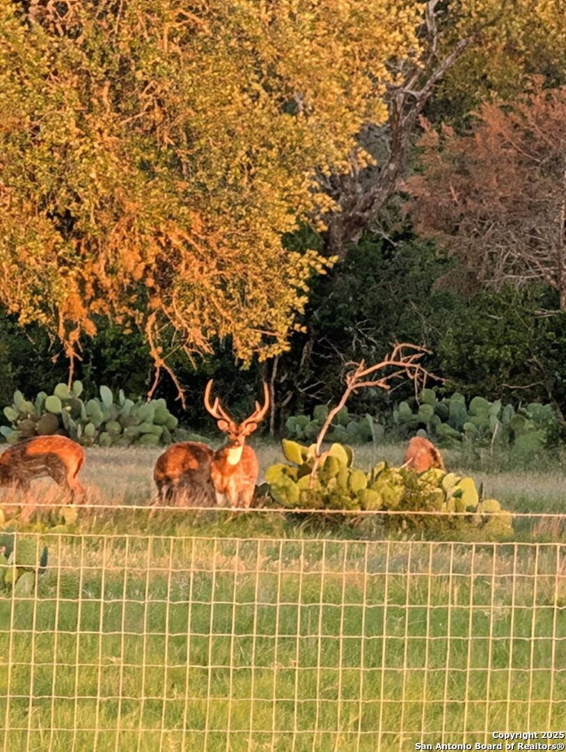 121 A Bartel Road Comfort, TX 78013 - Photo 26 of 26