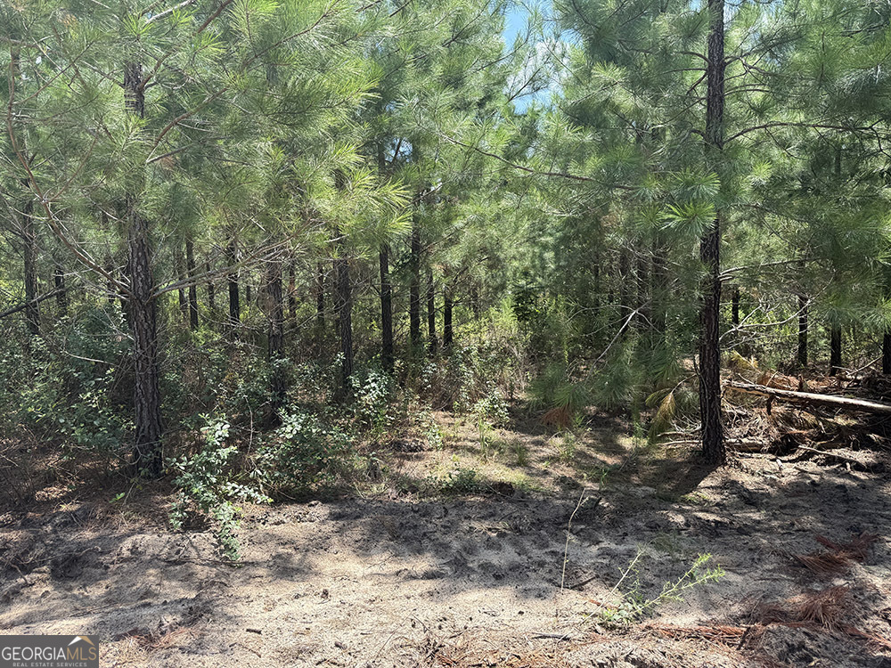 0 Fox Creek Road Preston, GA 31824 - Photo 11 of 15 a view of outdoor space with trees