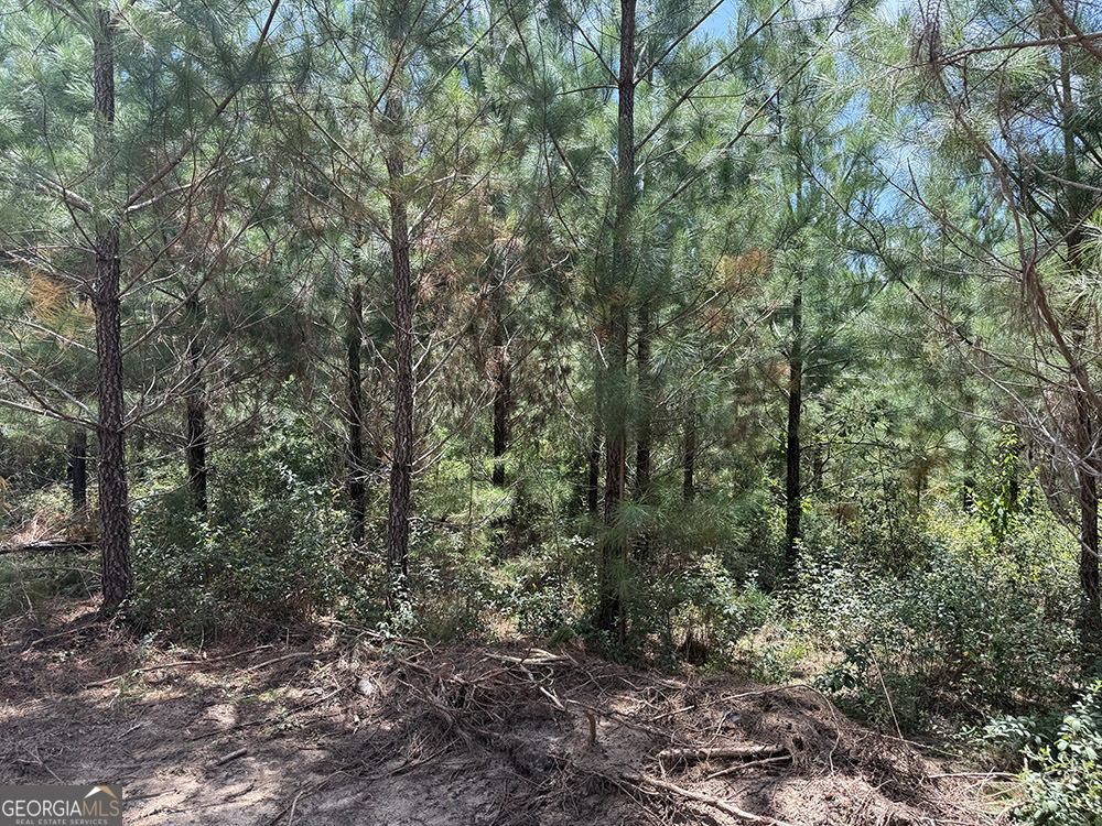 0 Fox Creek Road Preston, GA 31824 - Photo 12 of 15 a view of a forest with trees in the background