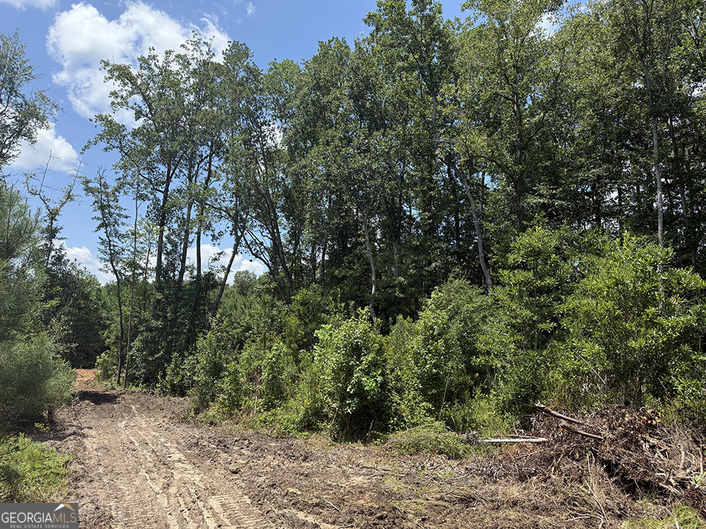 0 Fox Creek Road Preston, GA 31824 - Photo 13 of 15 a view of a forest with lots of trees