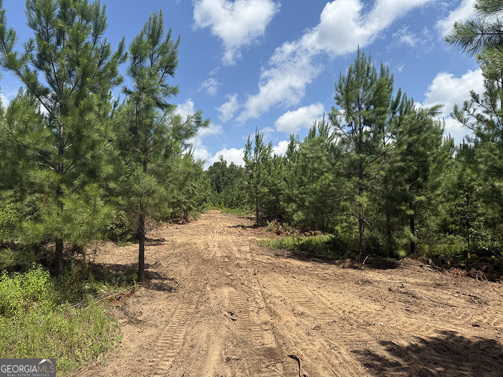 0 Fox Creek Road Preston, GA 31824 - Photo 8 of 15 a view of a yard with plants and trees