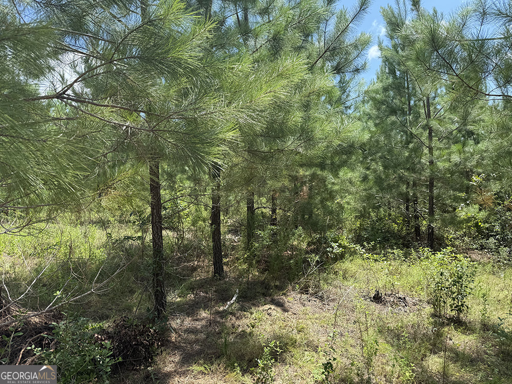 0 Fox Creek Road Preston, GA 31824 - Photo 10 of 15 a view of a forest with trees in the background