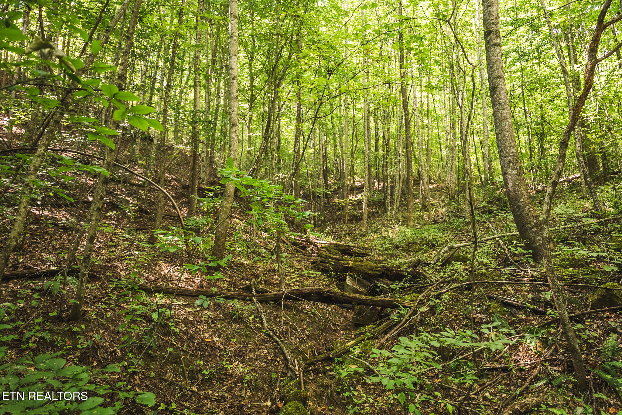 Watson Hollow Road Speedwell, TN 37870 - Photo 23 of 37 DSC03625