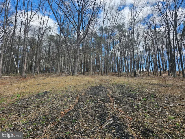 a view of outdoor space with large trees