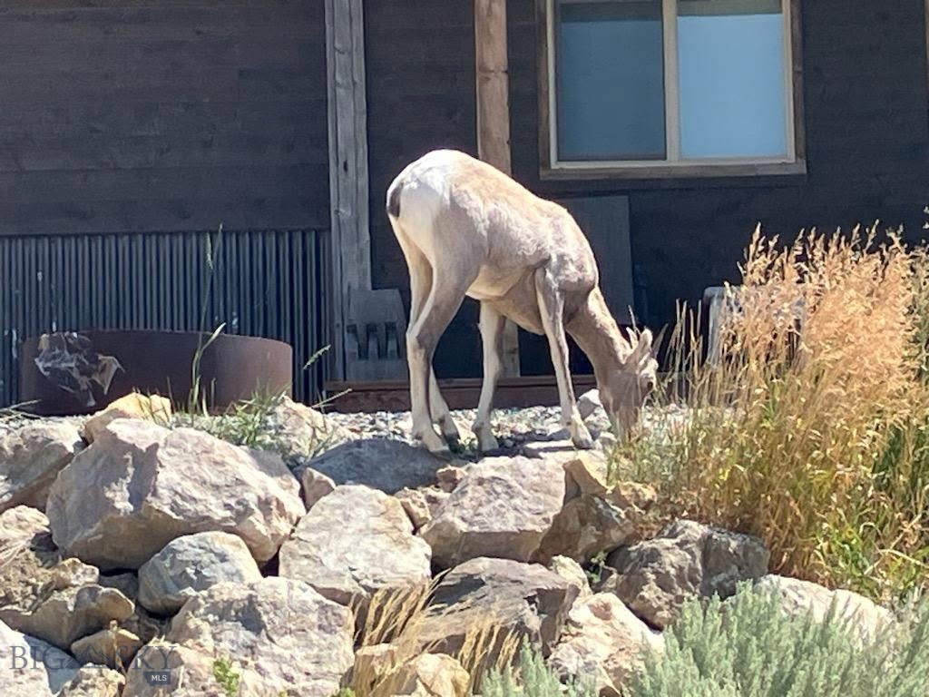 Neighbor.