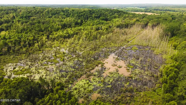 a view of a lake from a forest