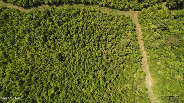 a close up of a plant