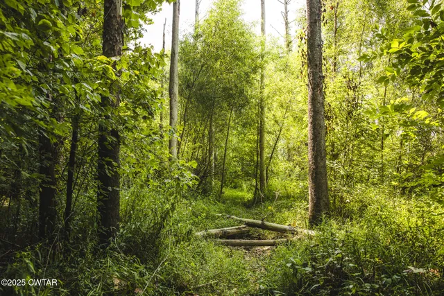 a view of a yard with plants