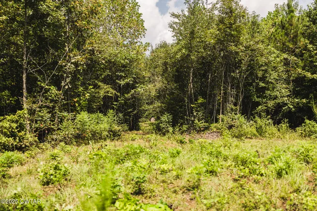 a view of a yard with large trees
