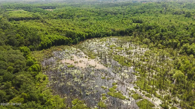 a view of a yard with plants and wooden fence