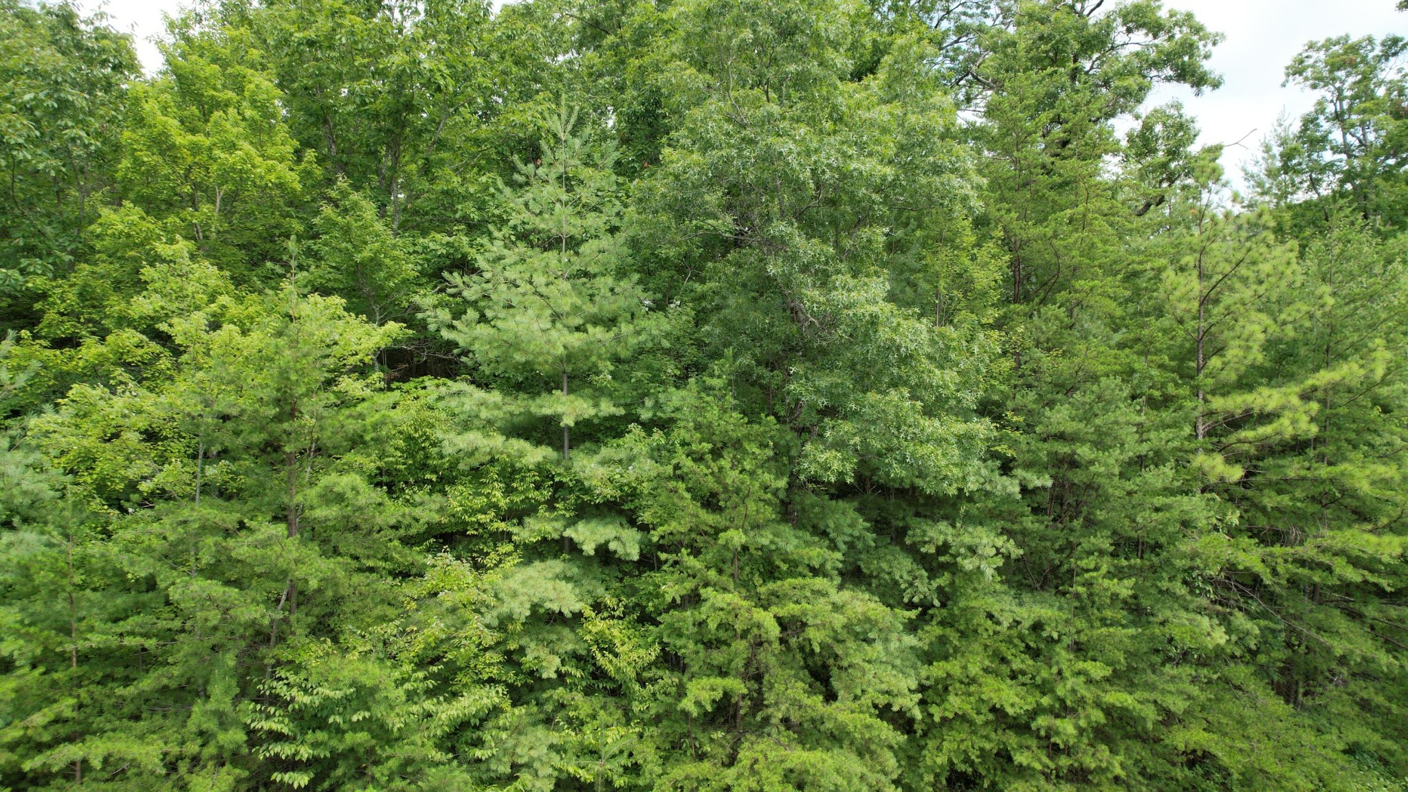 98 Black Powder Lane Sevierville, TN 37862 - Photo 16 of 30