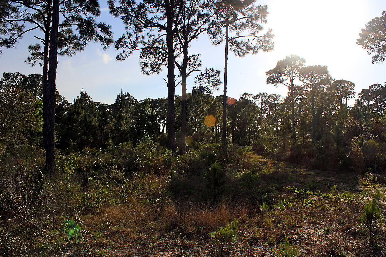 Lot #11 Driftwood Point Road Miramar Beach, FL 32550 - Photo 9 of 17 a view of a lake in between two trees