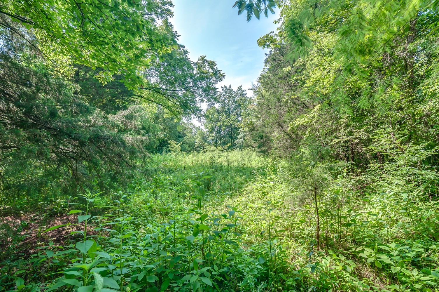 0 Keg Springs Road Hampshire, TN 38461 - Photo 2 of 8 Gallery Image 2