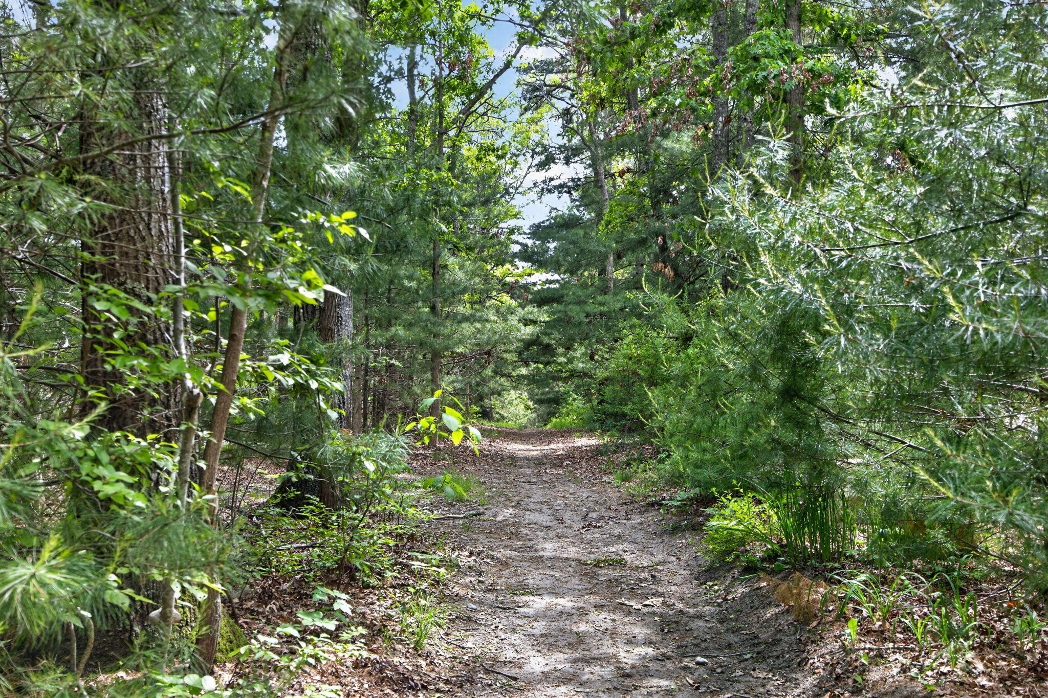 20 Hirsch Road Forestdale, MA 02644 - Photo 12 of 27 Path
