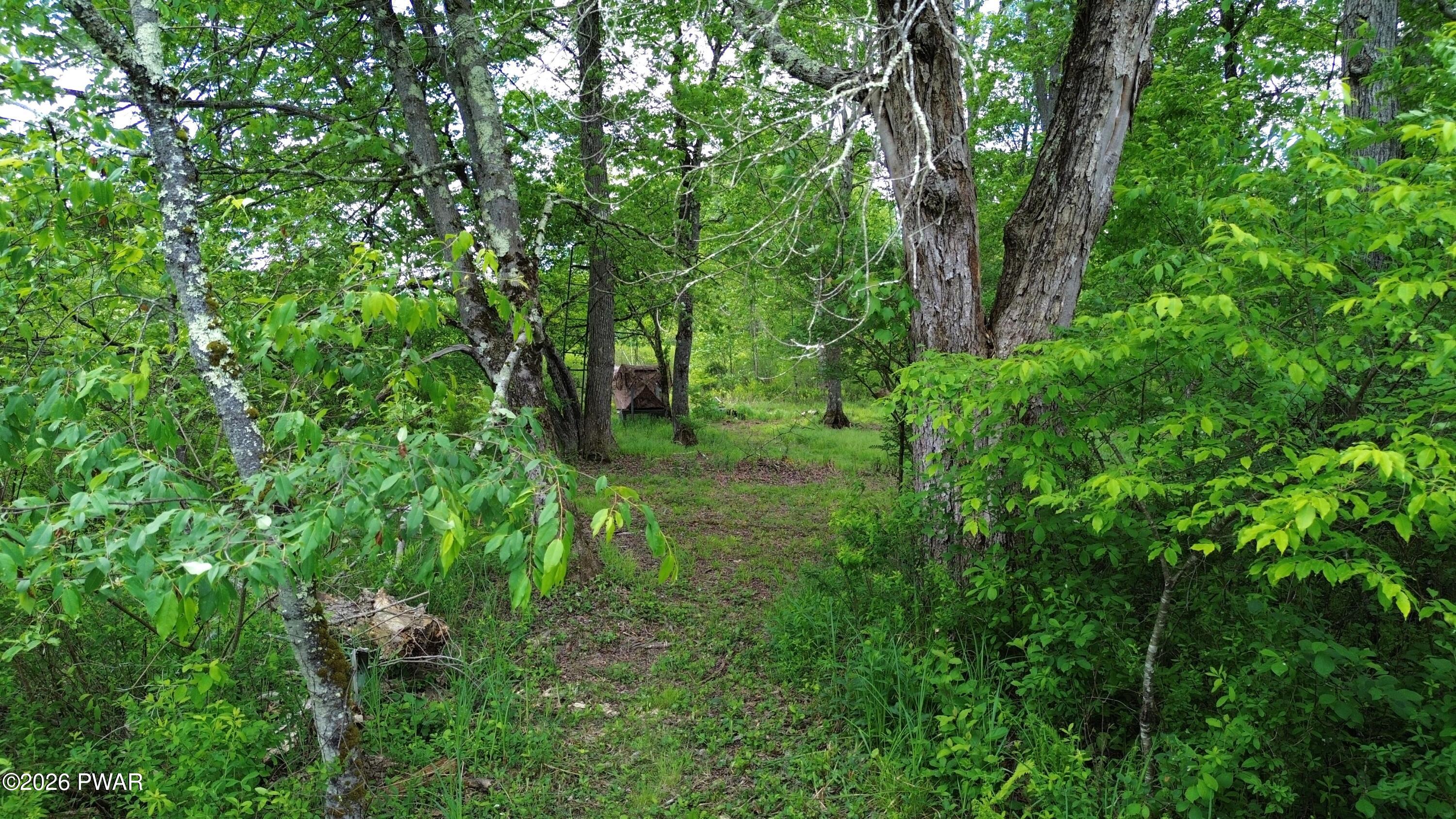 94 Swamp Road Pleasant Mount, PA 18453 - Photo 24 of 33 a view of yard