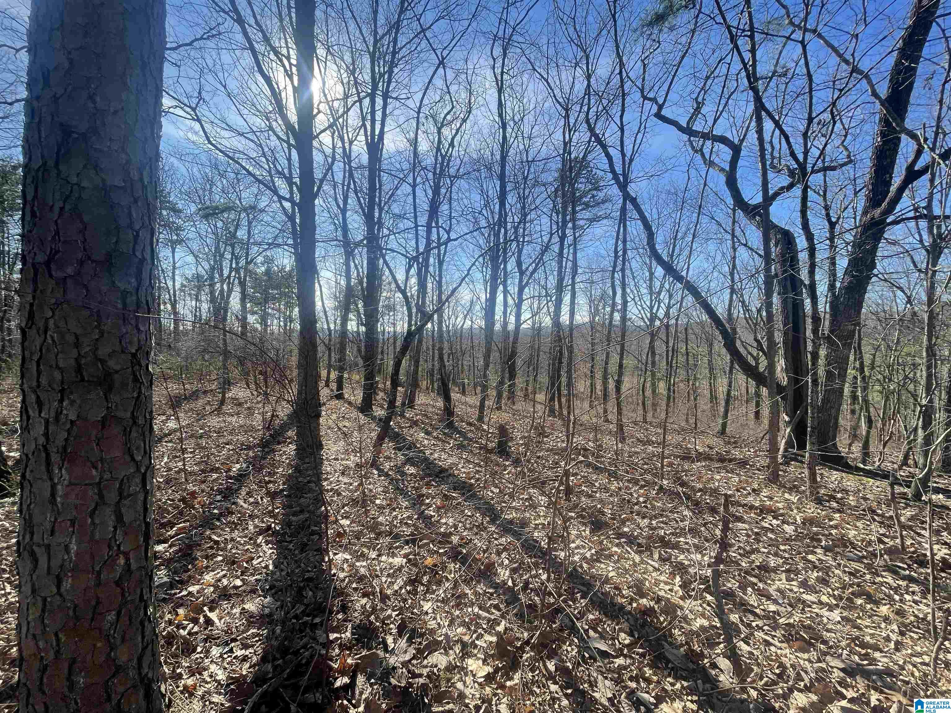 0 County Road 852, Unit 4 Ranburne, AL 36273 - Photo 11 of 19