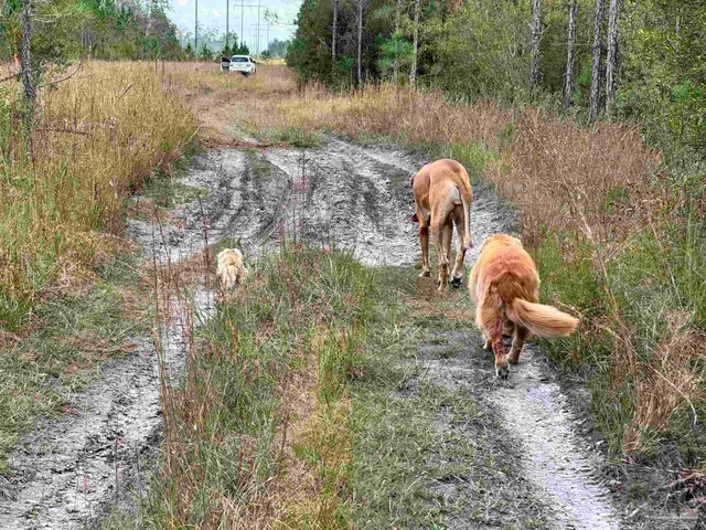 a view of a lush green forest