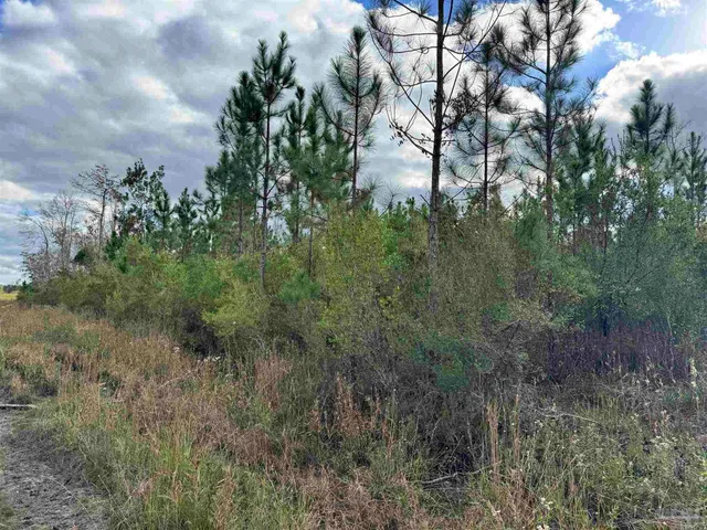 a view of a field with plants and trees
