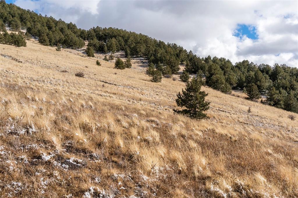 Private Road Cripple Creek, CO 80813 - Photo 5 of 19 a view of a dry yard with a tree