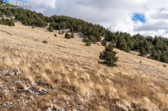 a view of a dry yard with a tree