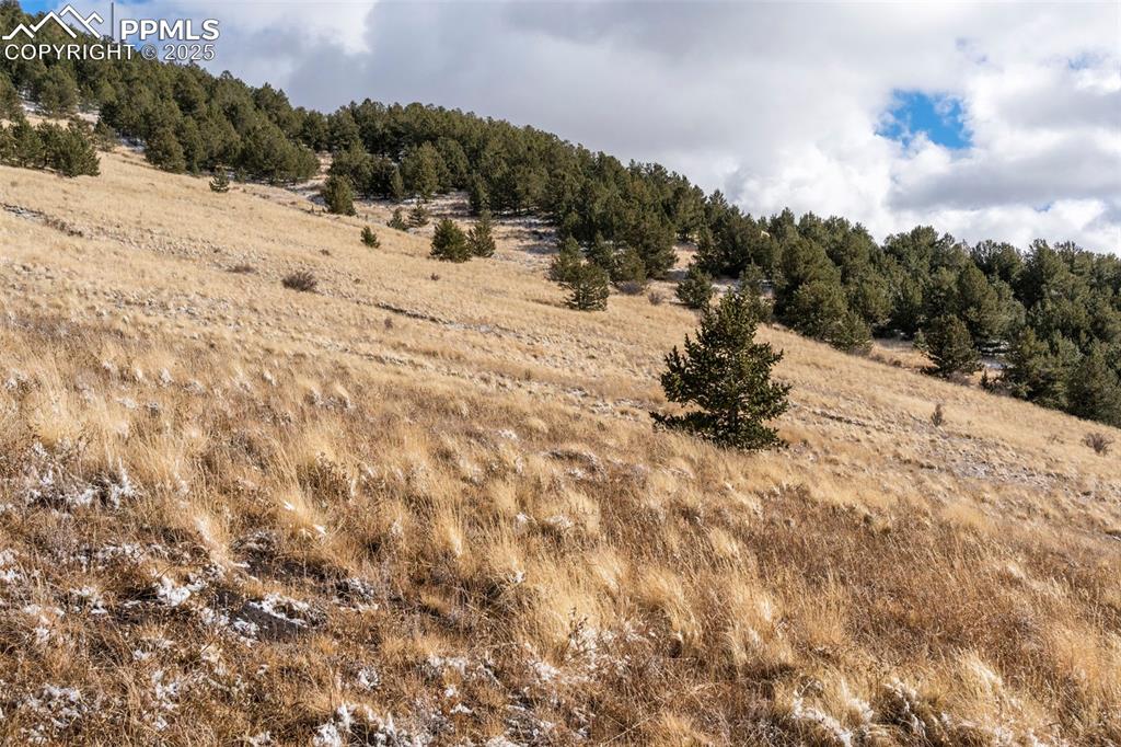 Private Road Cripple Creek, CO 80813 - Photo 5 of 19 a view of a dry yard with a tree