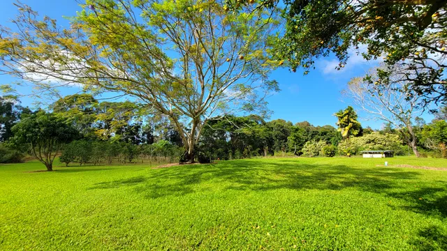 a view of a garden with trees