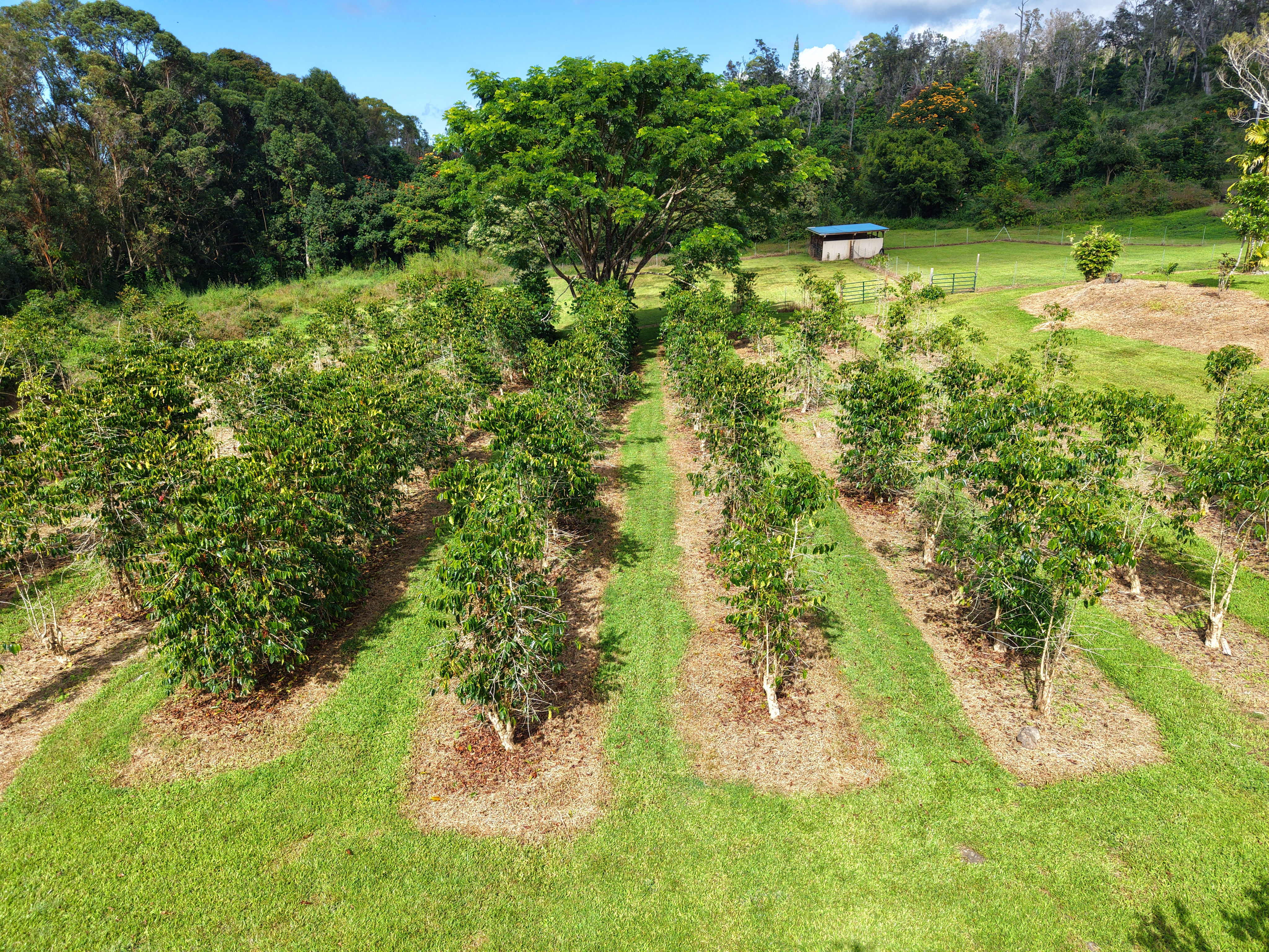 78-1392 Bishop Road Holualoa, HI 96725 - Photo 23 of 30