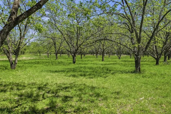 a view of a grassy field with trees