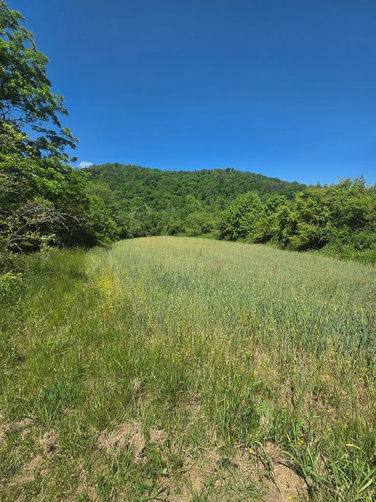 0 Vincent Colvin Road Robbinsville, NC 28771 - Photo 18 of 18