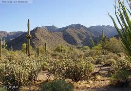 18175 West Narramore Road Goodyear, AZ 85338 - Photo 39 of 53