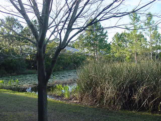 47 Bald Eagle Court Santa Rosa Beach, FL 32459 - Photo 3 of 26 a view of a yard with large trees