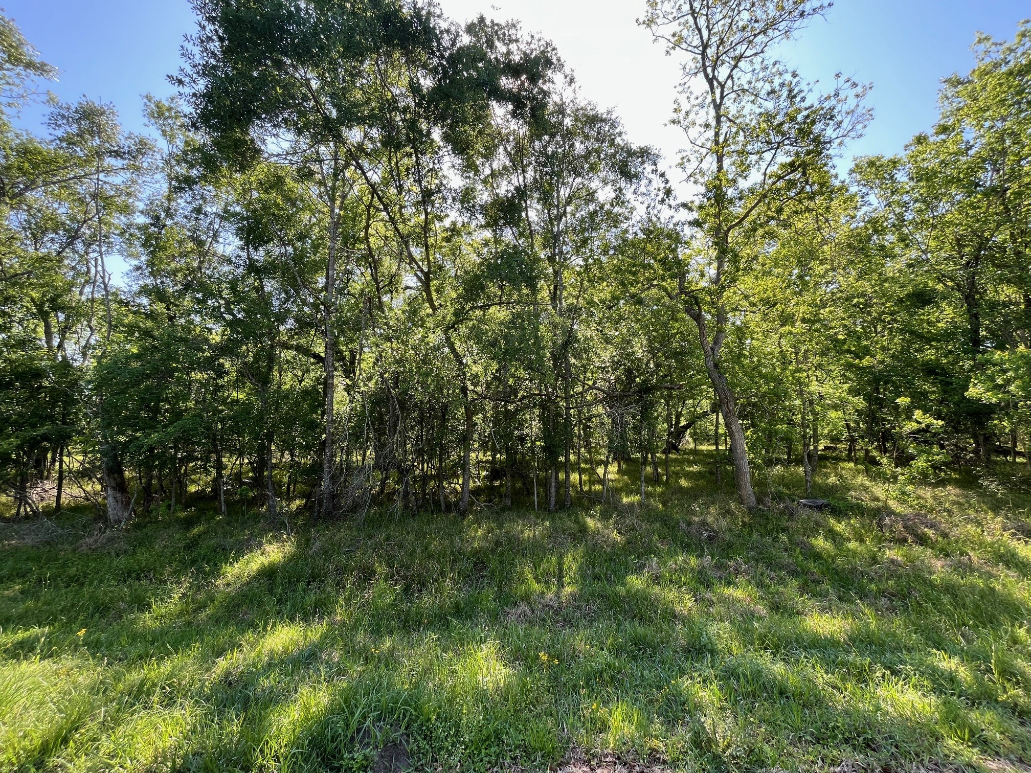 0 Squirrel Hollow Road Damon, TX 77430 - Photo 10 of 14 a view of a lush green forest