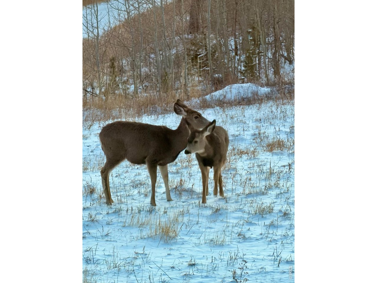 892 Stratton Park Road Bellvue, CO 80512 - Photo 10 of 27
