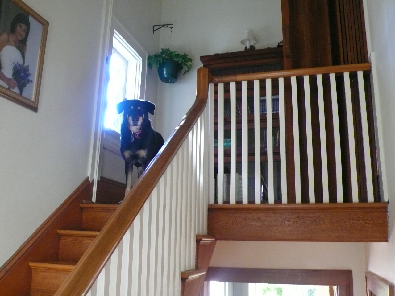 1887 Arlington Road Southwest Roanoke, VA 24015 - Photo 14 of 21 Staircase Up (and Roxie)