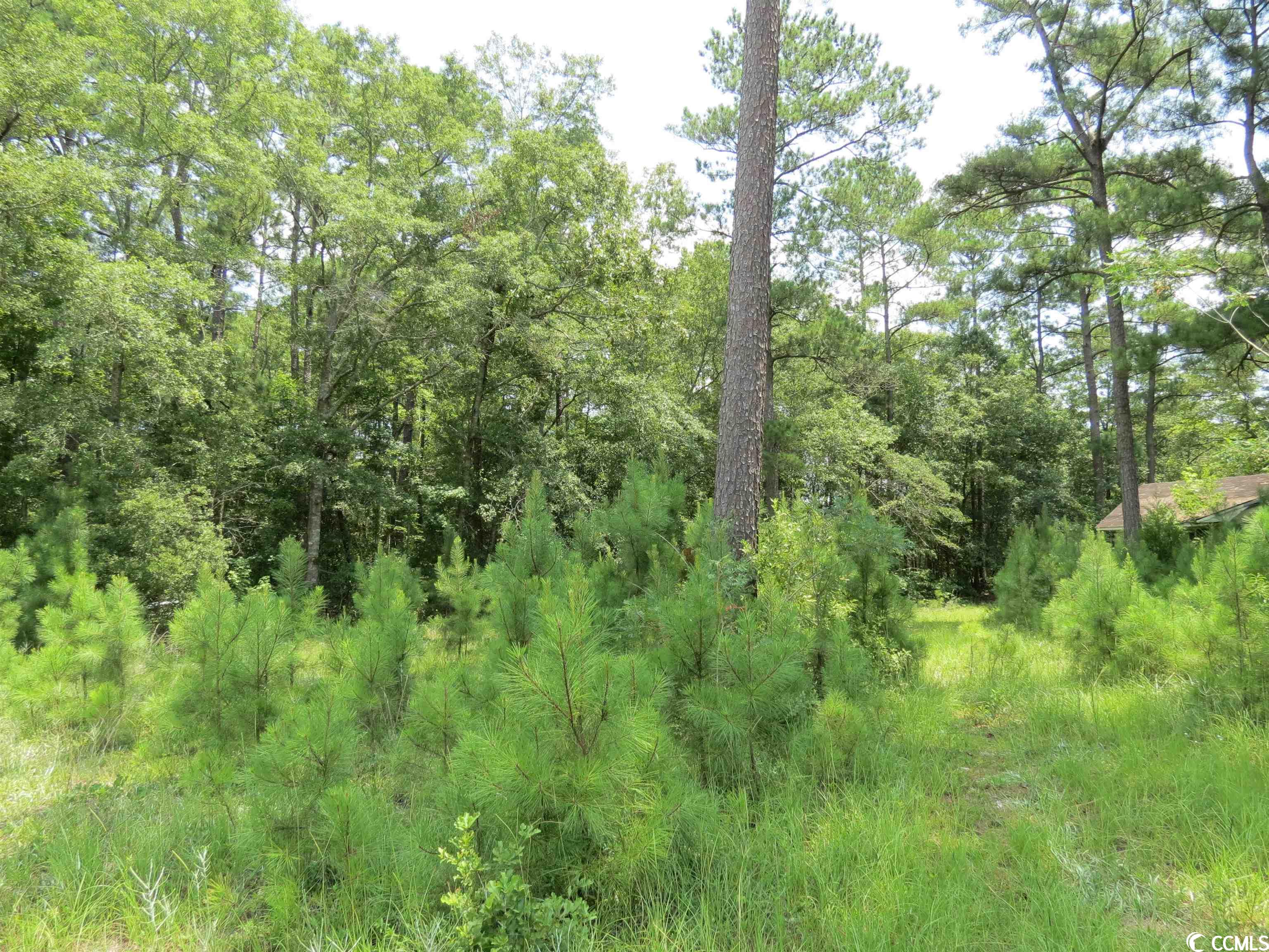 286 Dennis Road Hemingway, SC 29554 - Photo 2 of 4